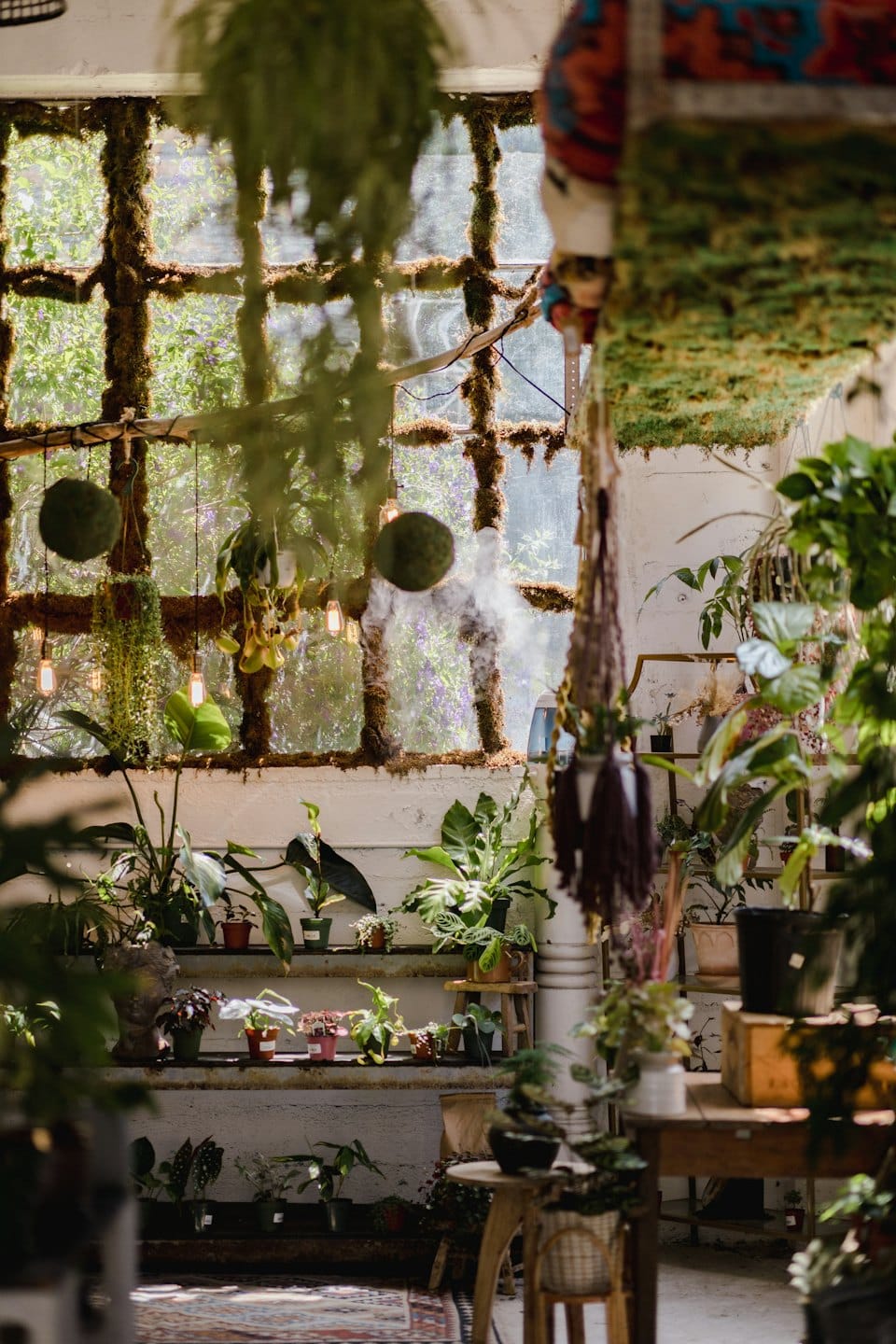 Potted plants arranged on wooden shelves inside a sunny greenhouse.