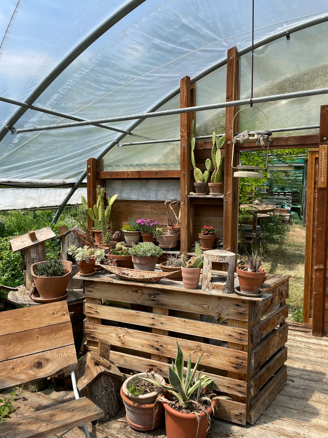 Assorted succulents and flowering plants on wooden greenhouse shelves.