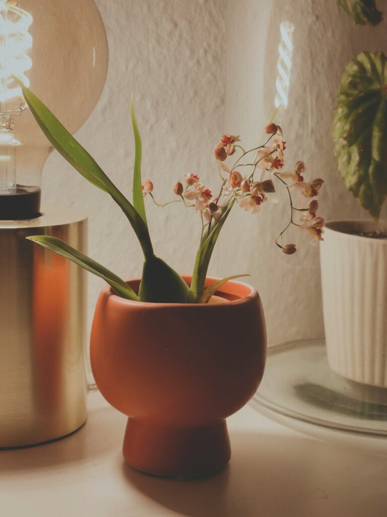 Mix de Orquídeas Phalaenopsis no Vaso